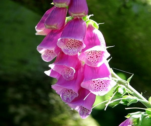 foxglove digitalis photo