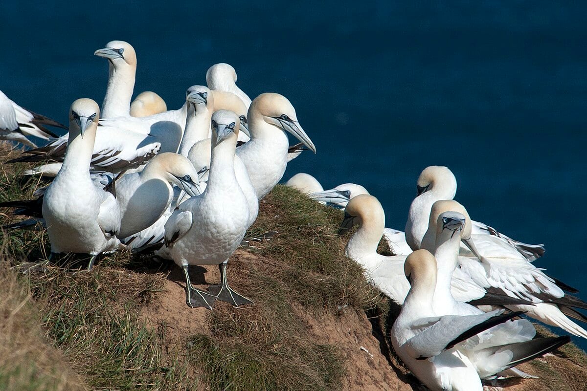 gannet colony