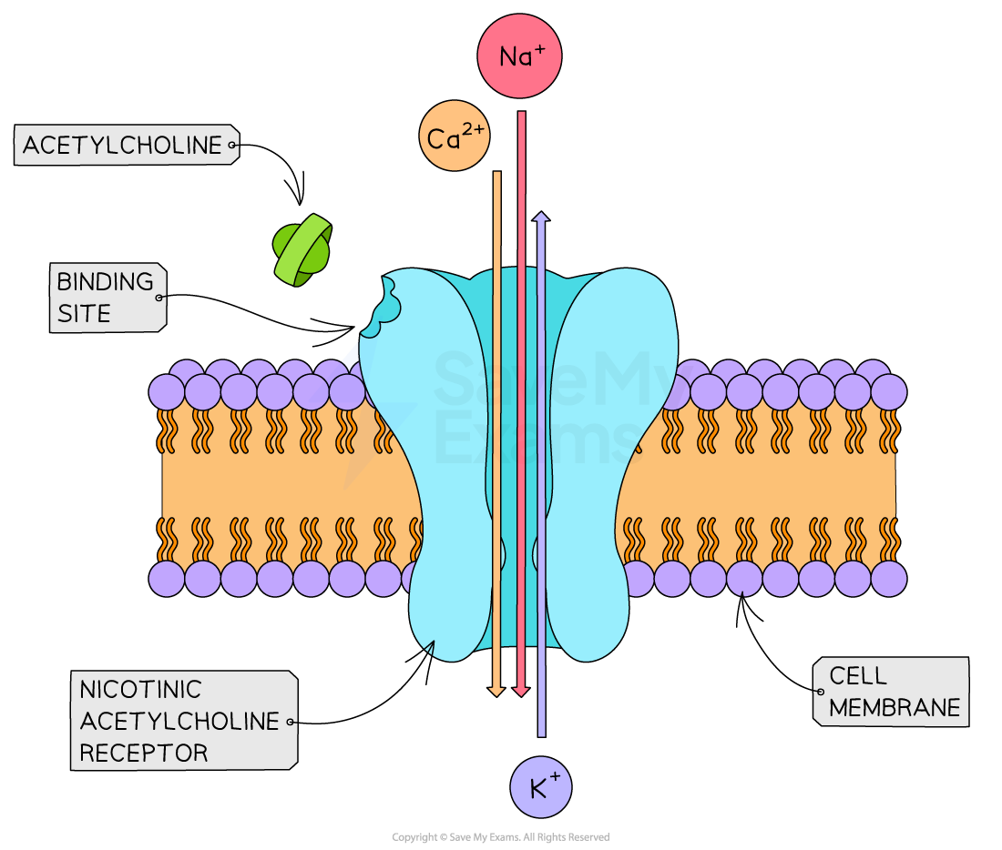 gated-ion-channels-in-neurons-