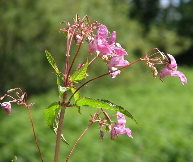 himalayan-balsam-invasive-species-photograph-1