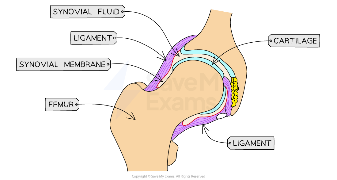 hip-synovial-joint-diagram