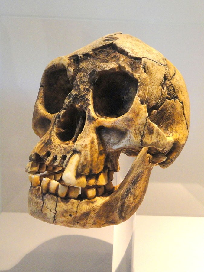 homo floresiensis-skull