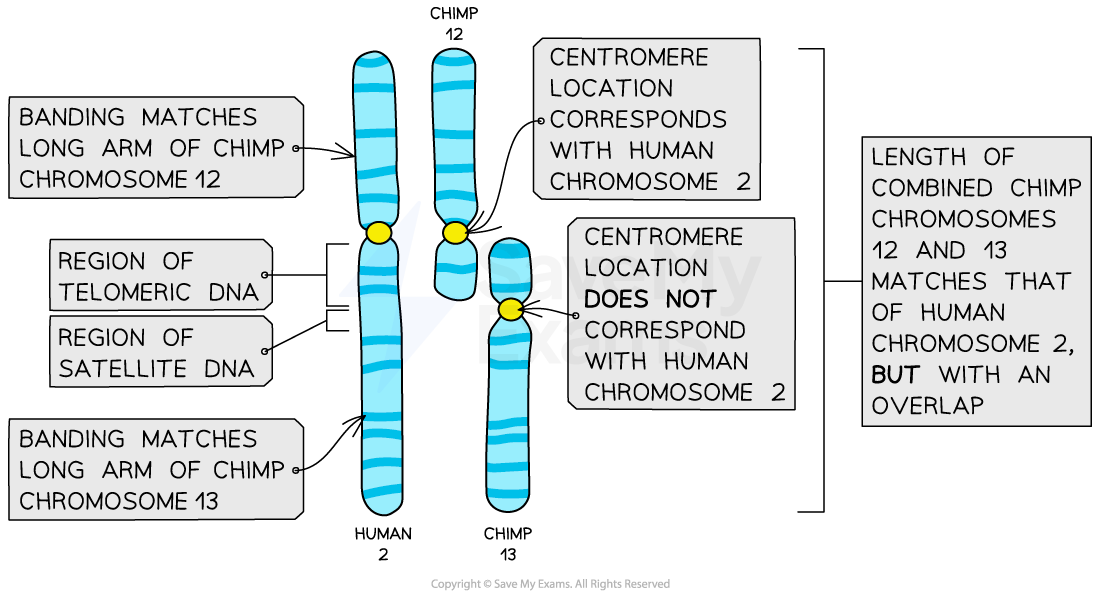 Evidence for the fusion of ancestral chromosomes