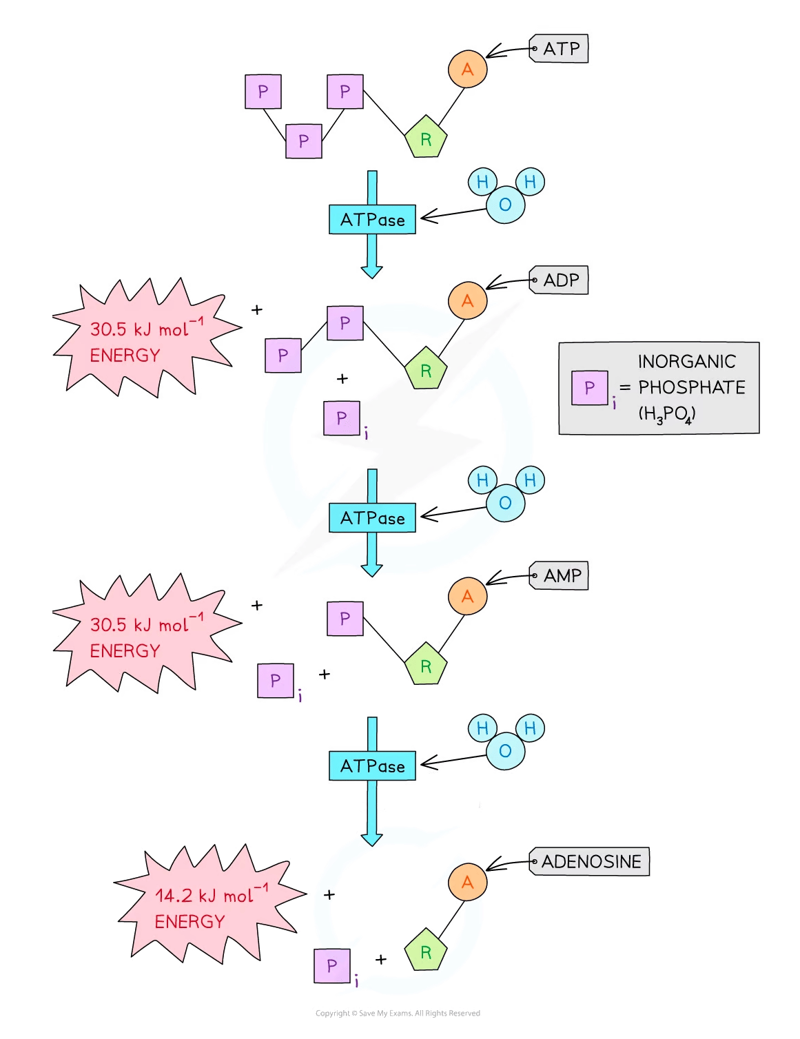 Hydrolysis of atp flowchart