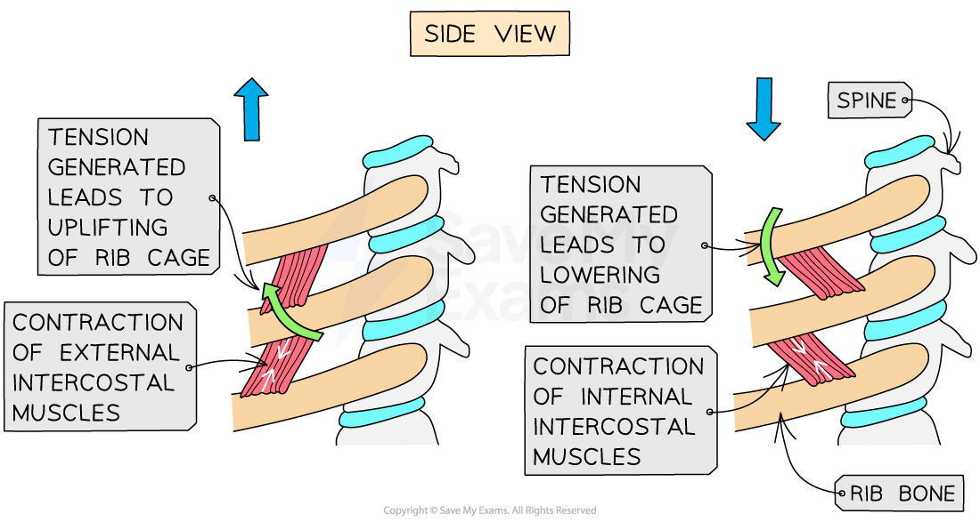 internal-and-external-intercostal-muscles