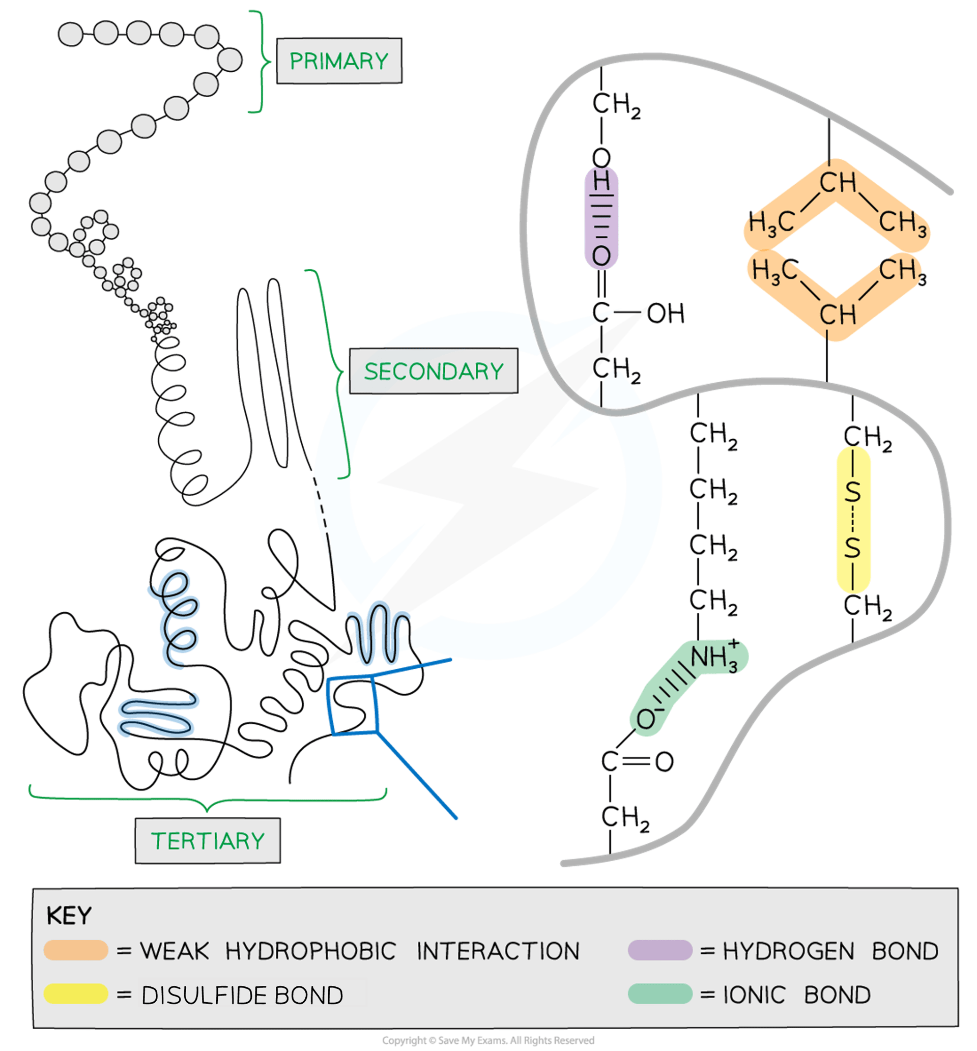 levels-of-protein-structure-diagram