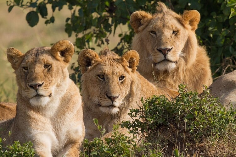 lions-predator-photo