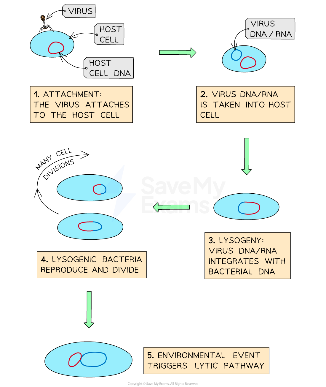 lysogenic-cycle-of-a-virus