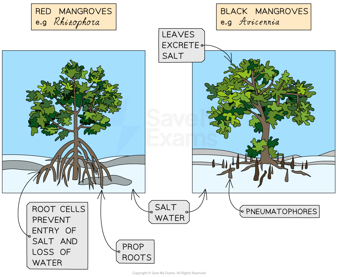 mangrove-trees-adaptations-abiotic-factors