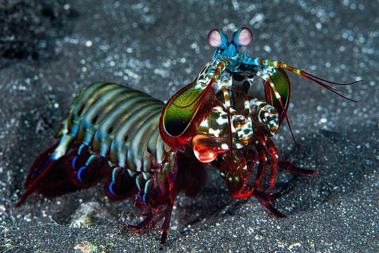 mantis-shrimp-predator-photo