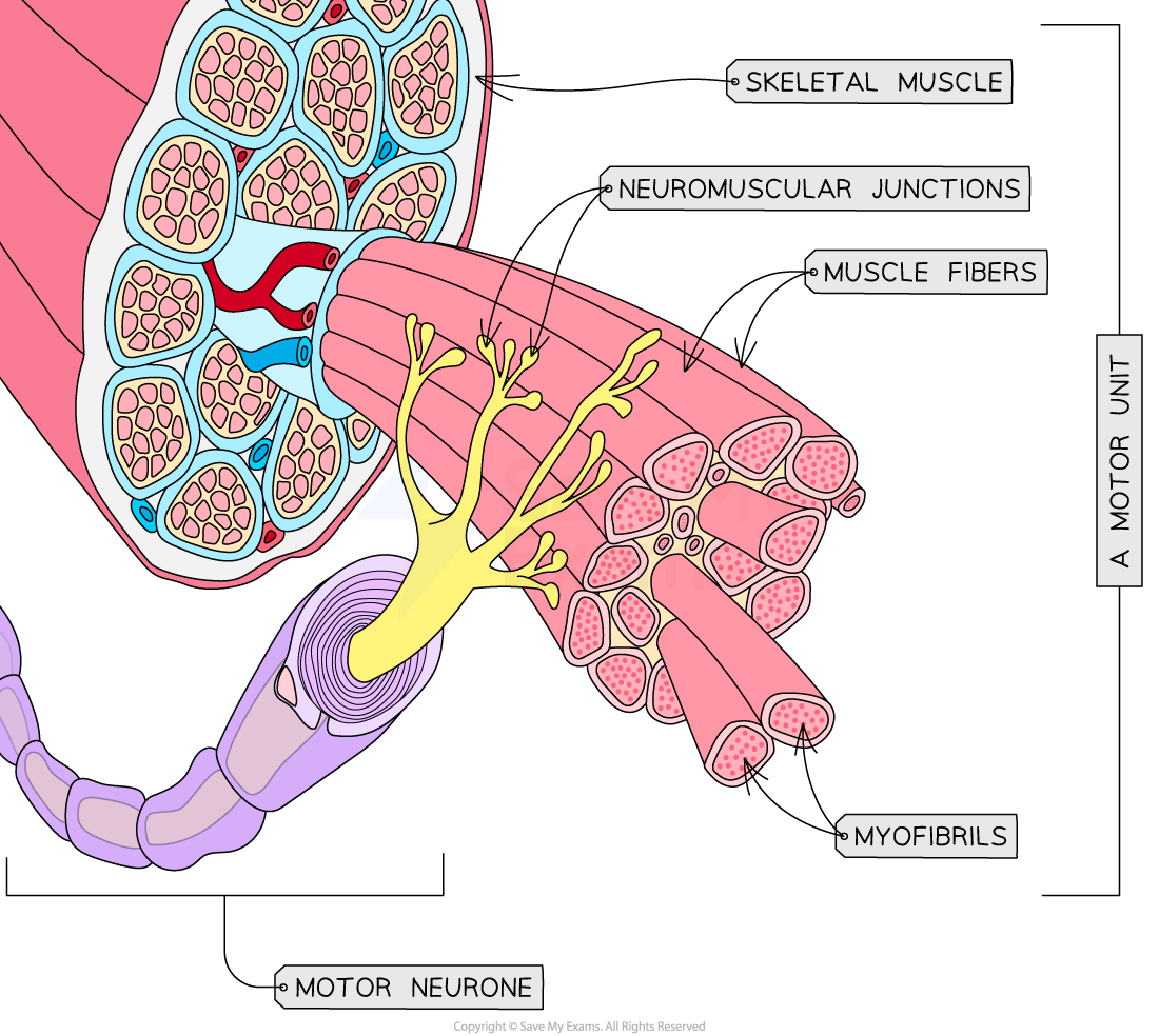 motor-units-in-skeletal-muscle