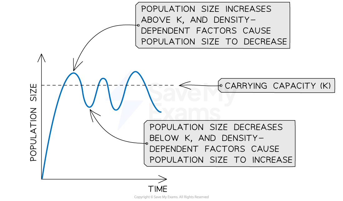 negative-feedback-population-control-carrying-capacity-1