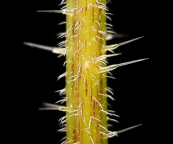 nettle hairs photo