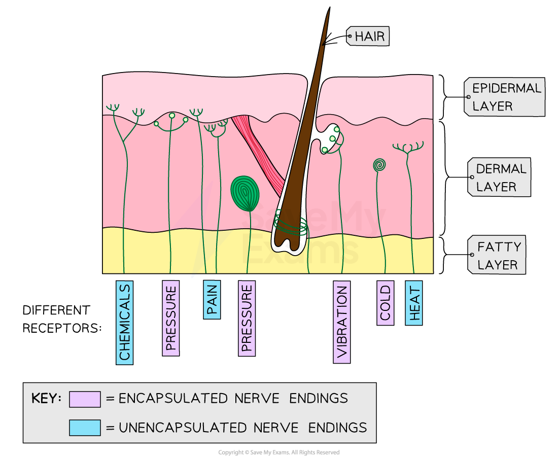 pain-receptors-in-the-skin