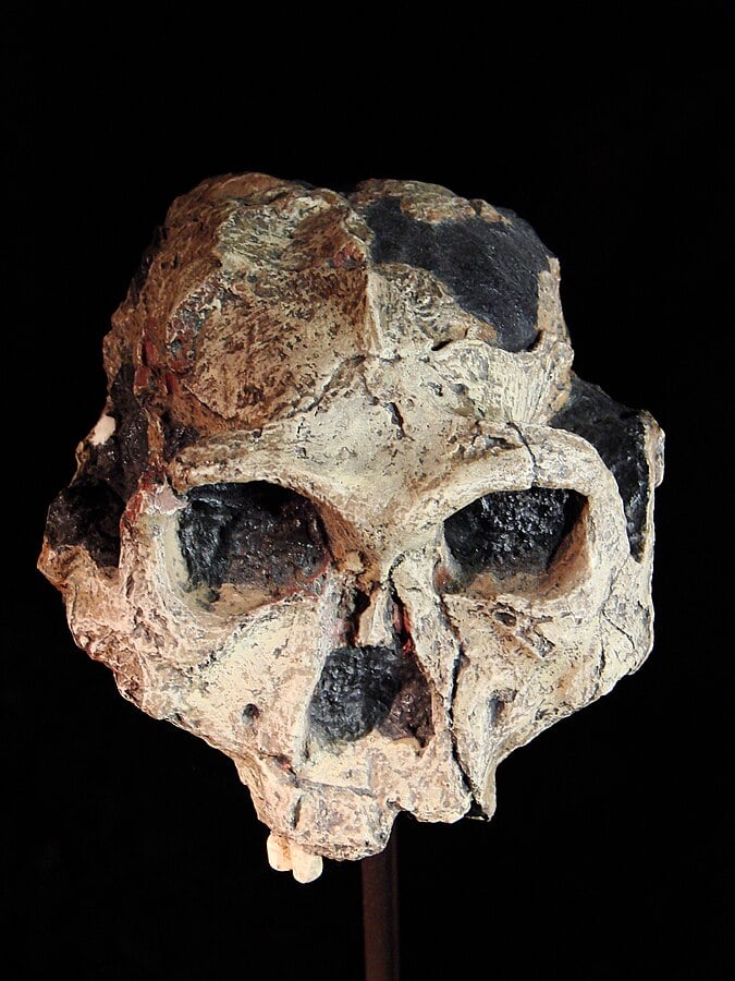 paranthropus-robustus-photo