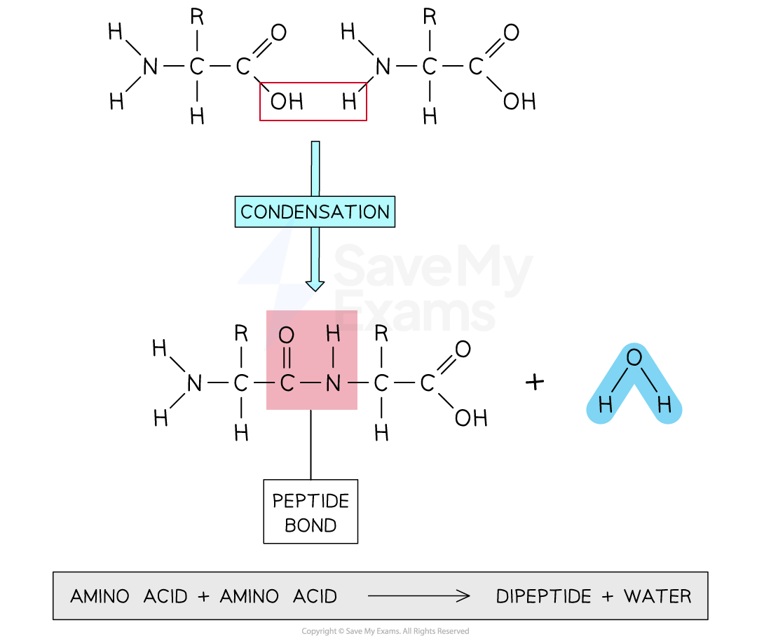 peptide-bond-dipeptide-formation-diagram