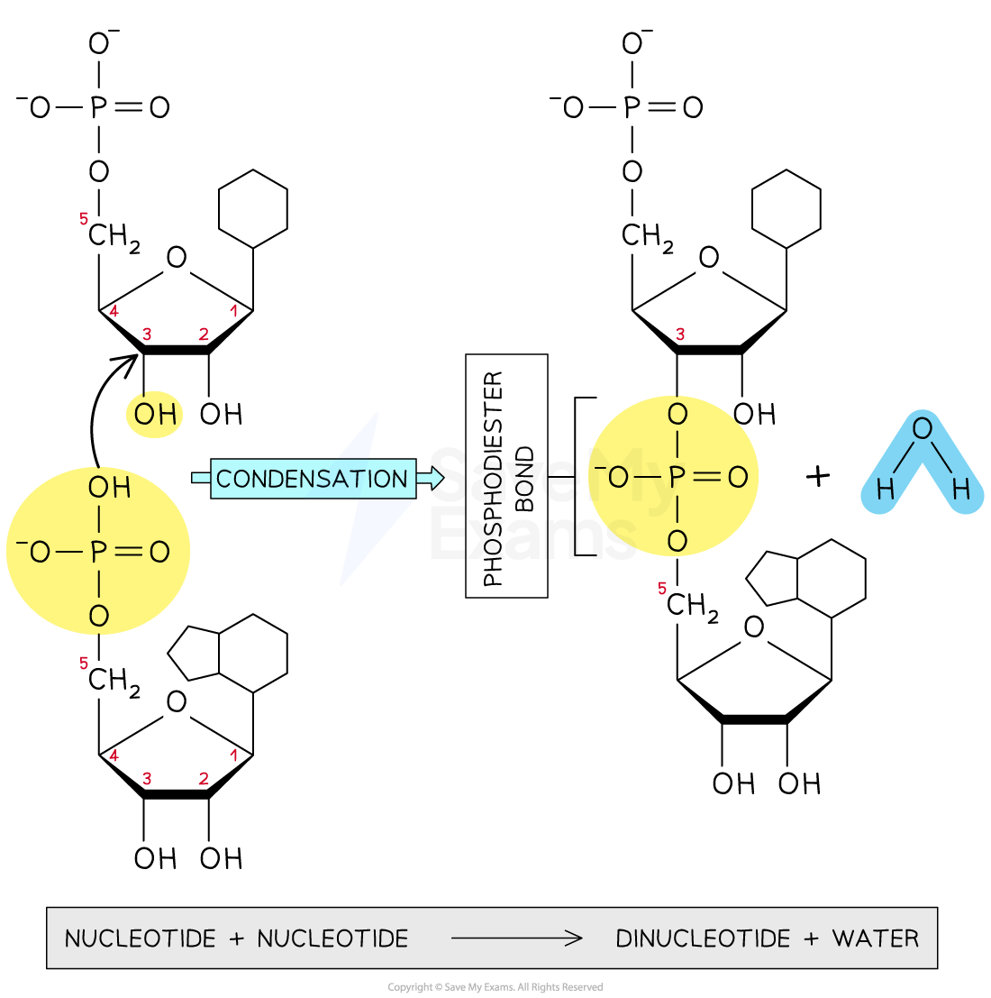 phosphodiester-bond-formation-diagram-