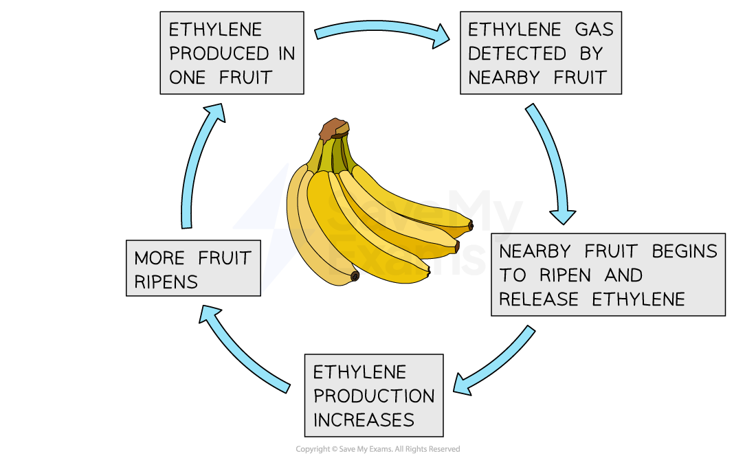 positive-feedback-in-fruit-ripening-and-ethylene-production