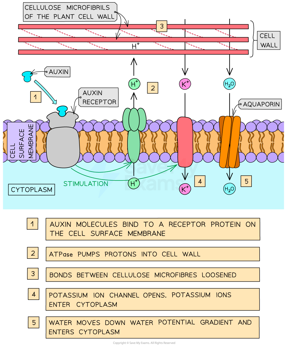 promotion-of-cell-growth-by-auxin