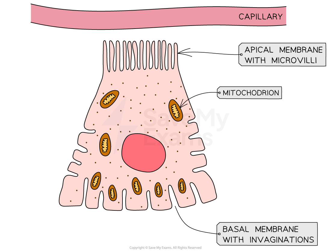 proximal-convoluted-tubule-cell-adaptations