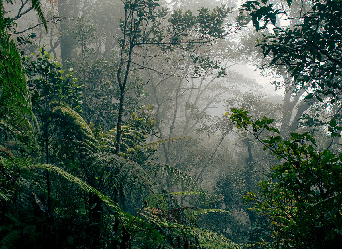 rainforest-productivity-photo