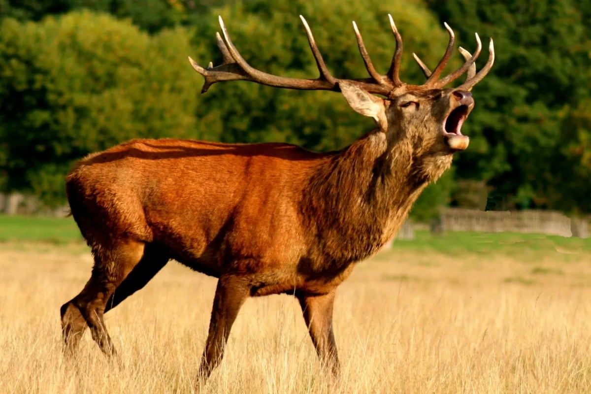 red-deer-intraspecific-competition-photo