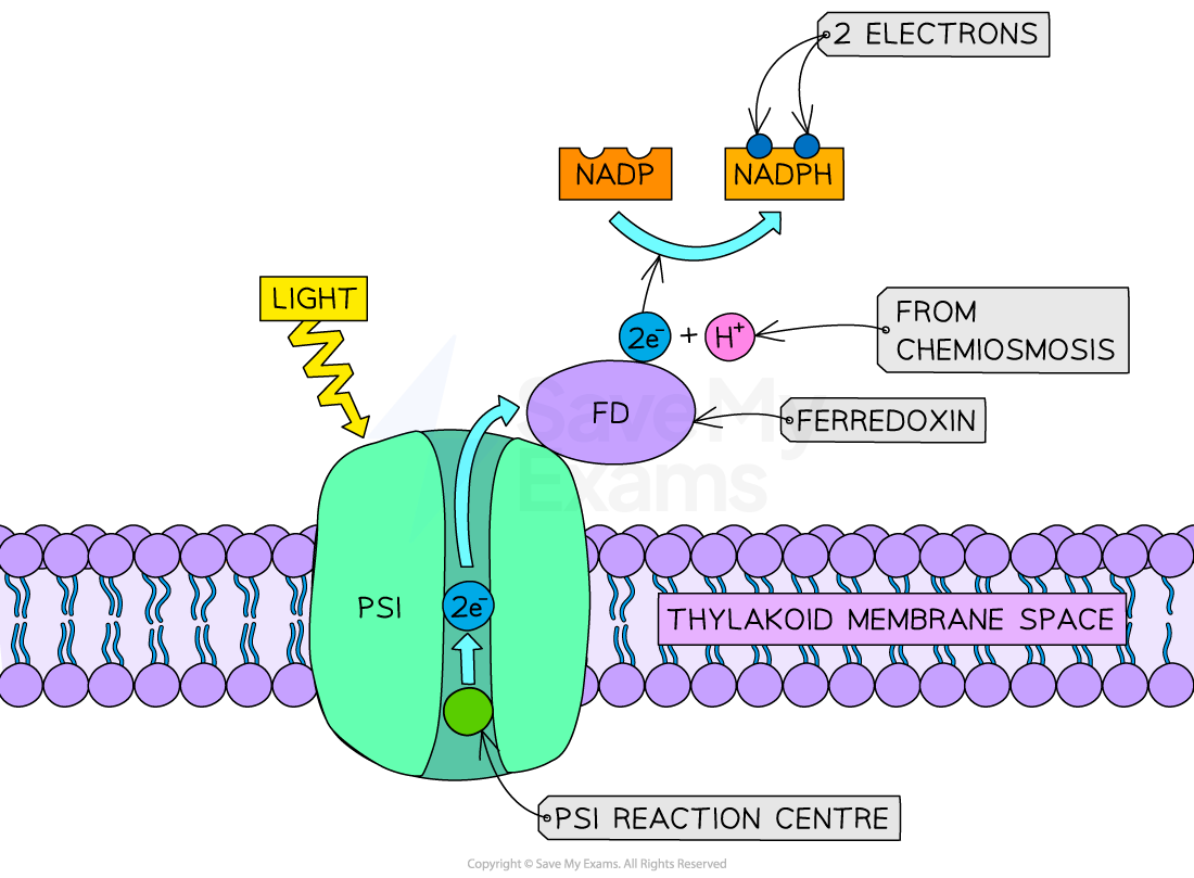 reduction-of-nadp-by-photosystem-i