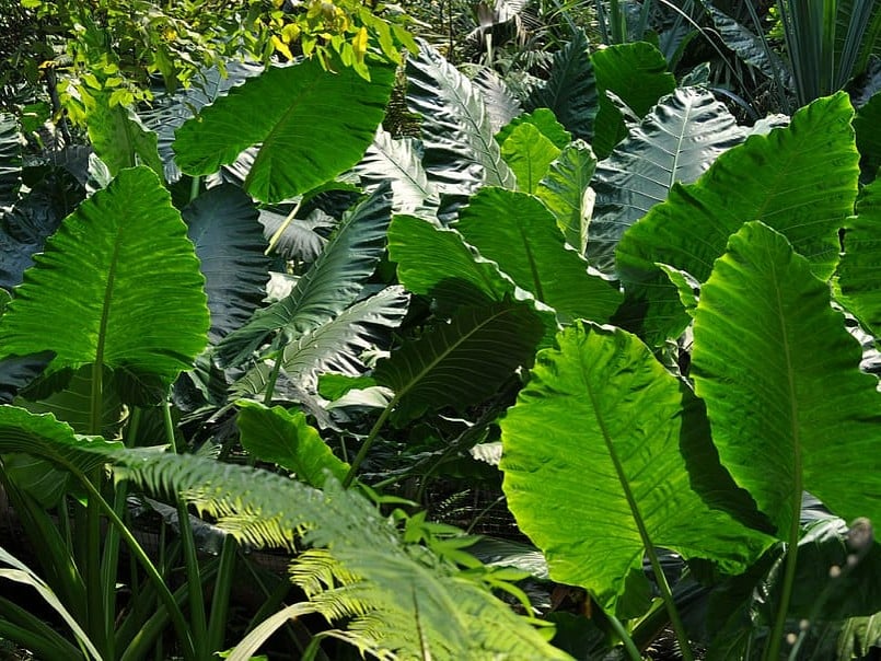 shade-tolerance-large-leaves-photo