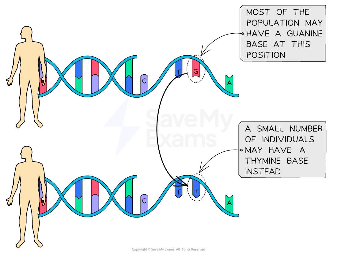 single nucleotide polymorphism example