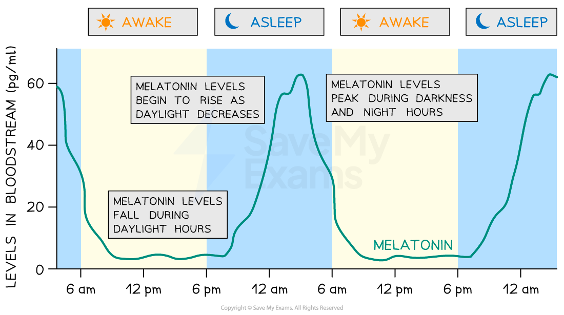 sleep-patterns-by-melatonin