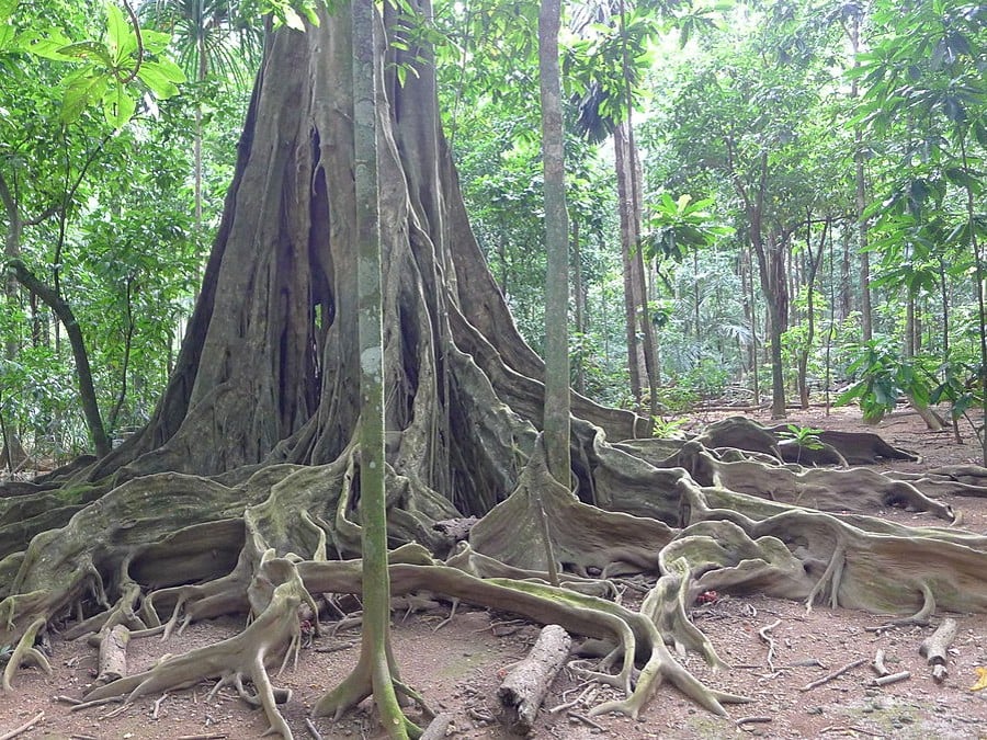 strangler-epiphyte-photo