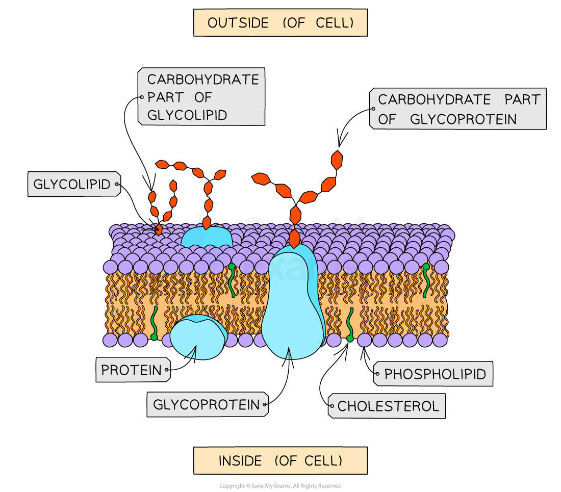 glycoproteins and glycolipids structure