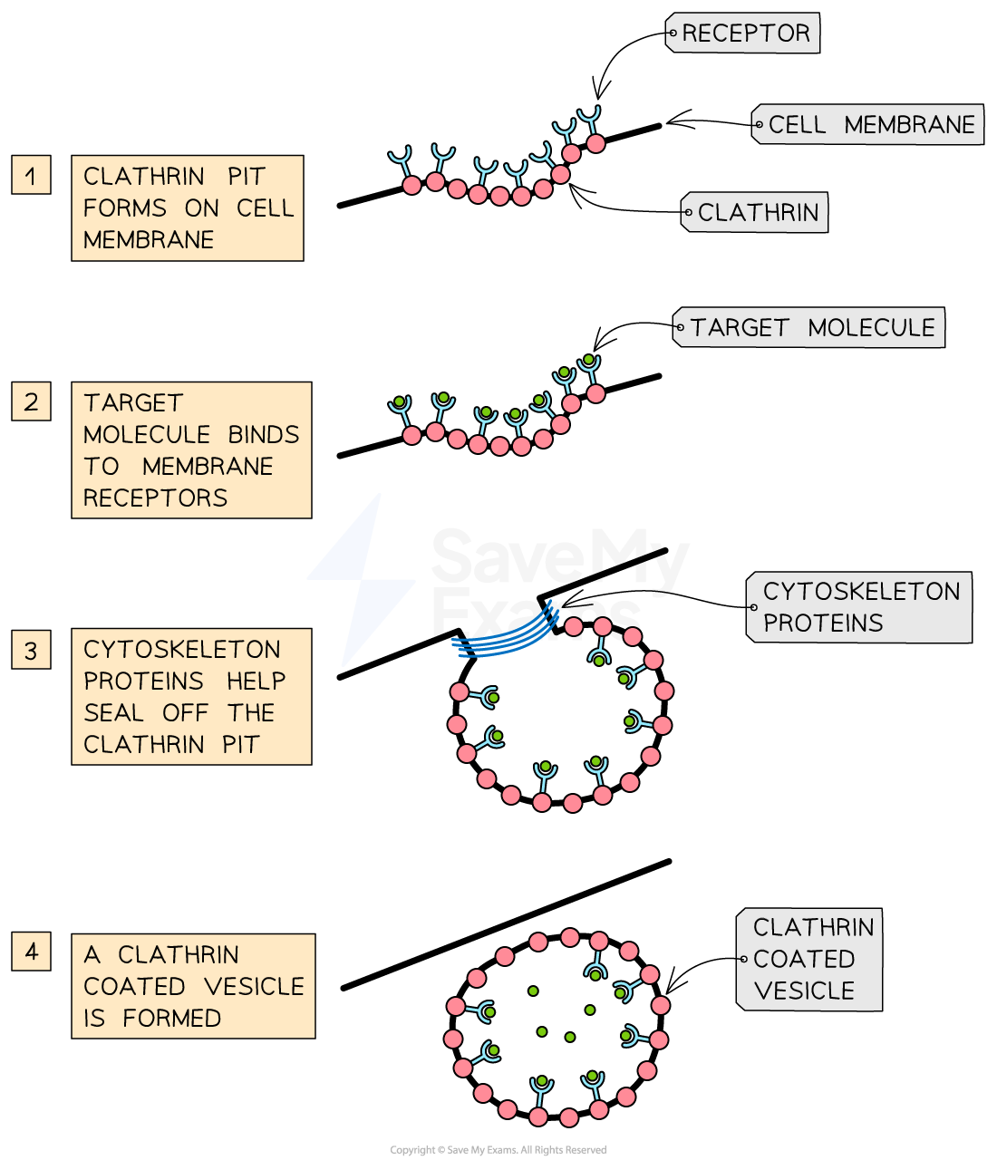 structure-and-function-of-vesicles-in-cells