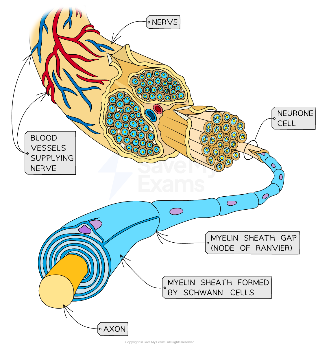 structure-of-nerve