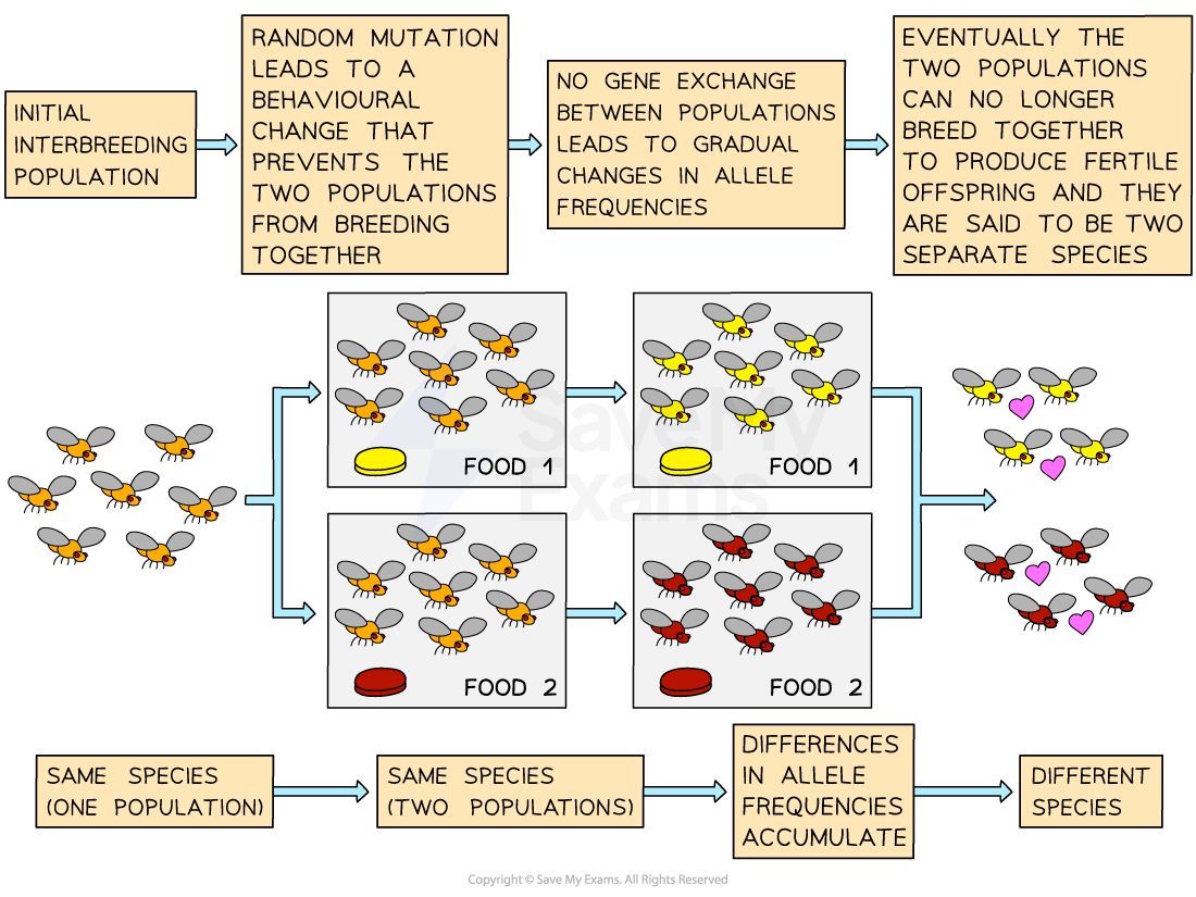 sympatric-speciation-example-diagram-