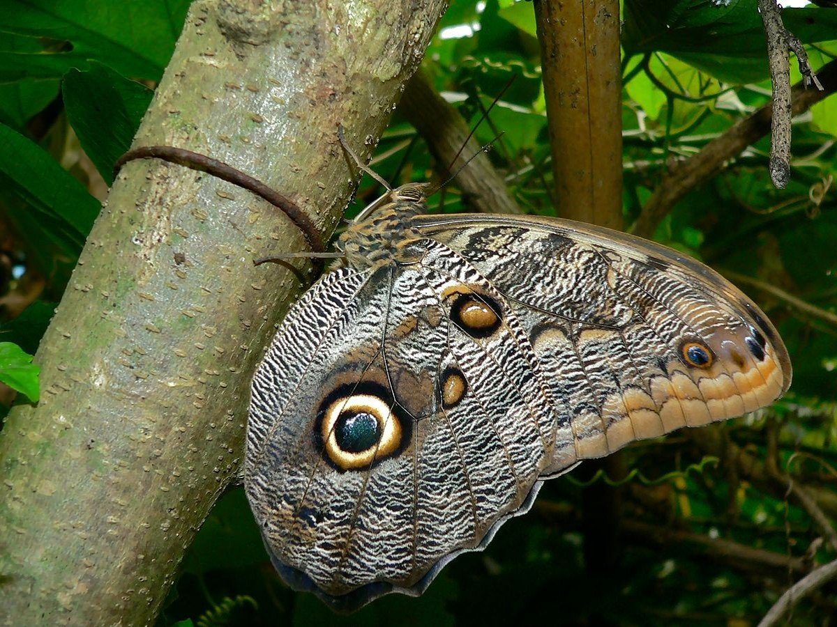 tLd0gn6Q_owl-butterfly-prey-photo