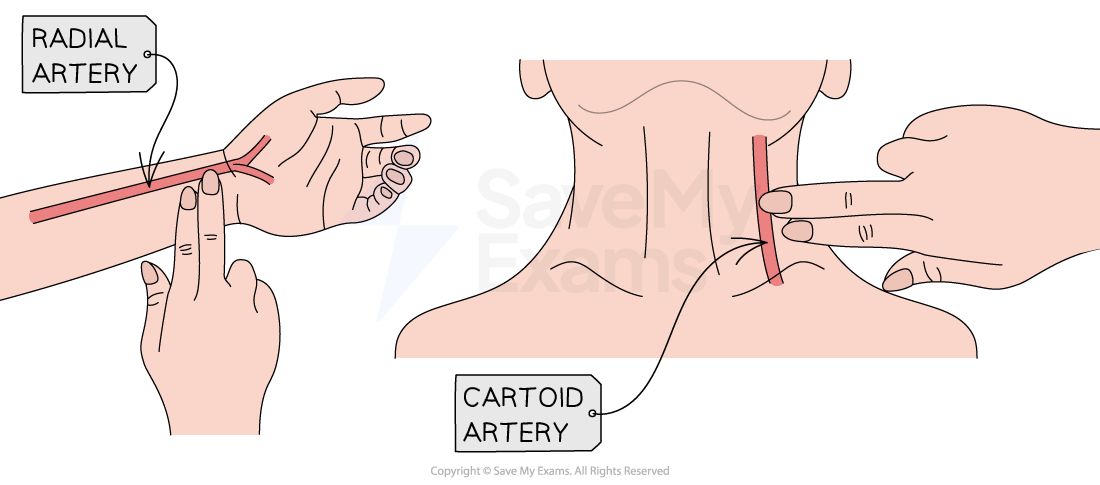 taking-pulse-measurement