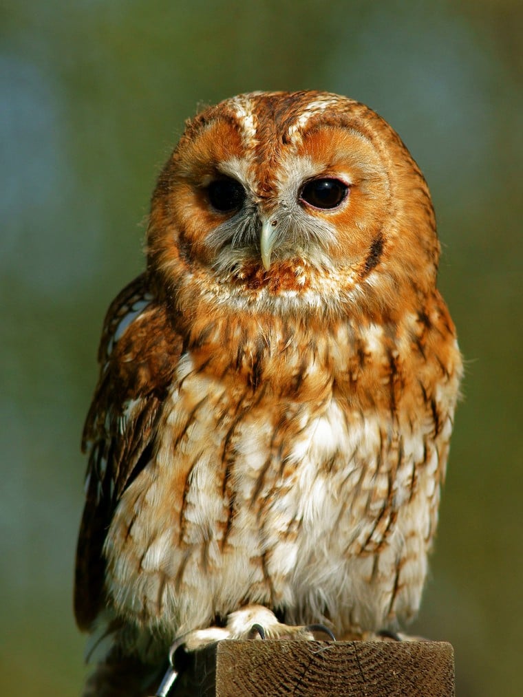 tawny-owl-brown