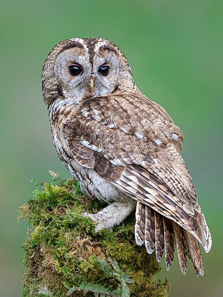 tawny-owl-grey