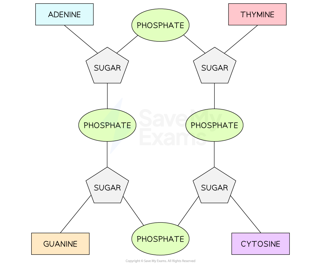 tetranucleotide-structure-diagram