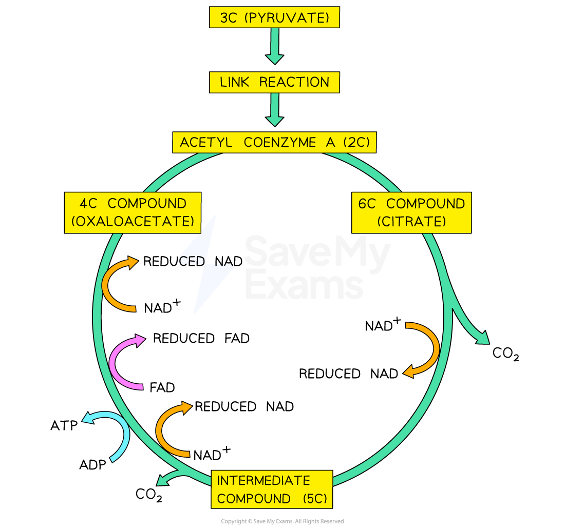 the-krebs-cycle