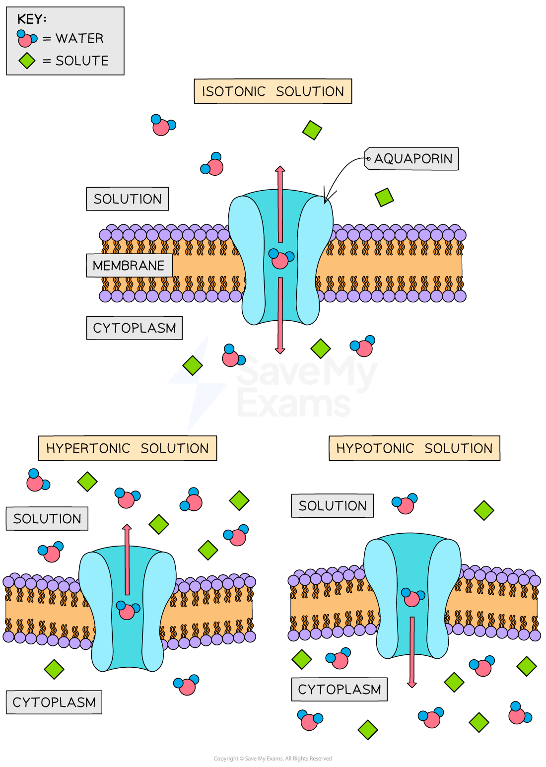 tonicity-of-different-solutions