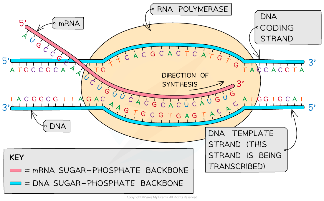 transcription-of-the-template-strand