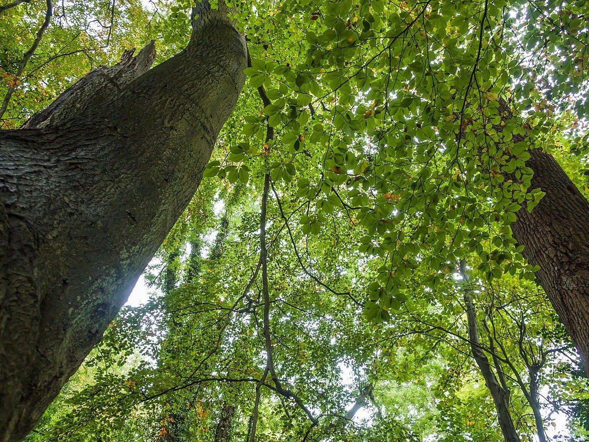 tree-canopy-photo