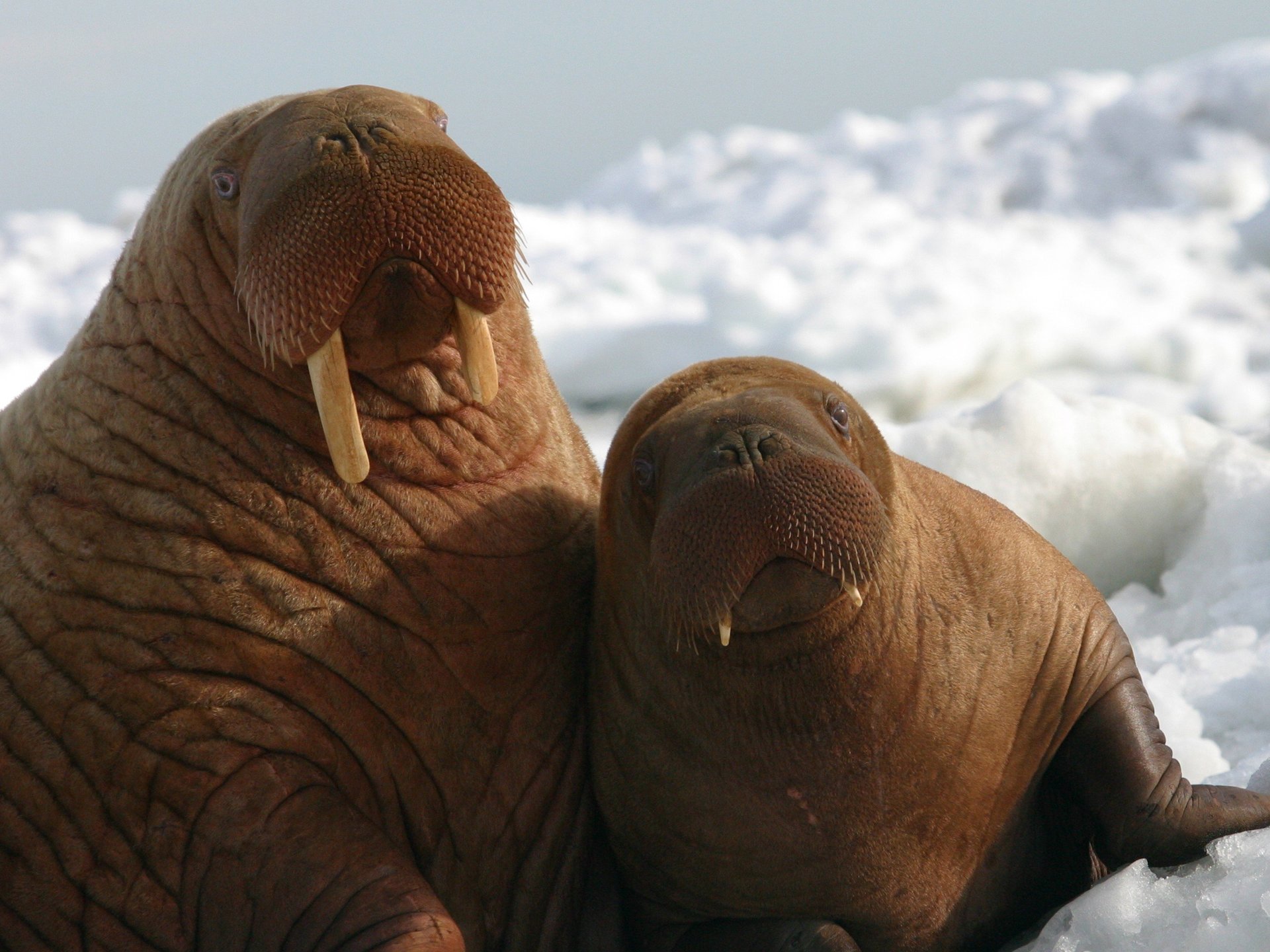 walrus-sea-ice