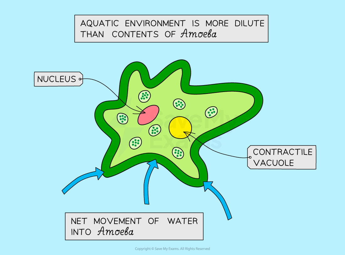 water-movement-in-amoeba