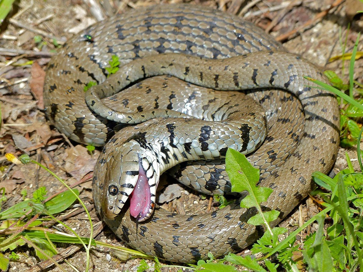 zJuWB0UD_grass-snake-apparent-death-prey-photo