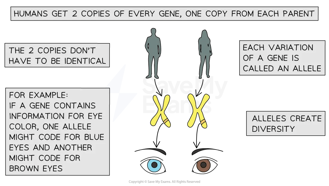 genes-behaviour-one-gene-its-effect-on-behaviour-01-for-ib-psychology