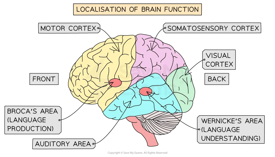 localisation-of-brain-function-01-ib-psychology-revision