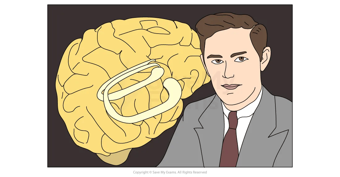 localisation-of-brain-function-02-ib-psychology-revision